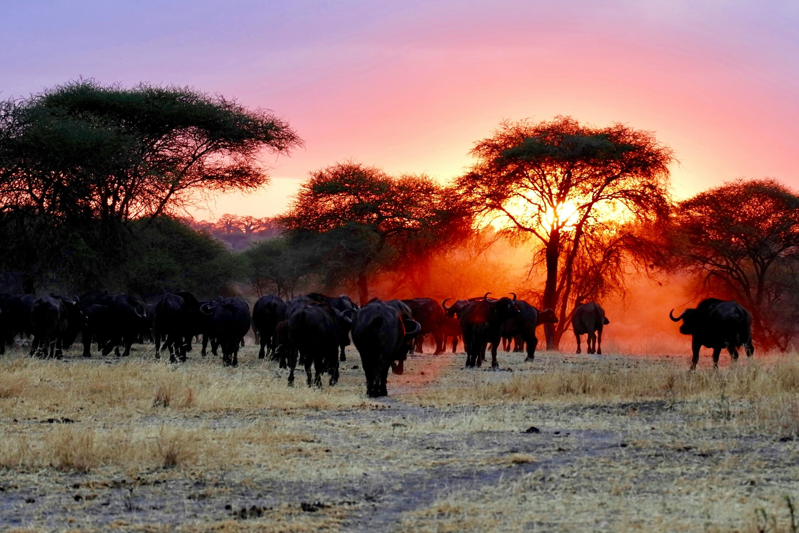 1-Day Tarangire National Park Safari