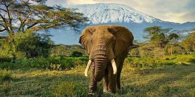 8-Day 8 DAYS 7 NIGHTS KENYA SAFARI 
