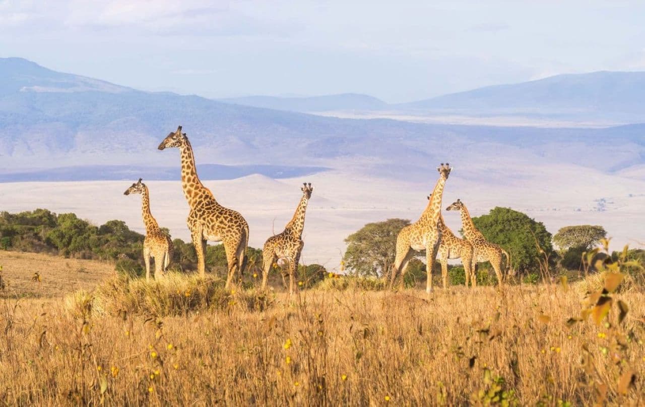 5-Day Northern serengeti & Ngorongoro crater camping safari