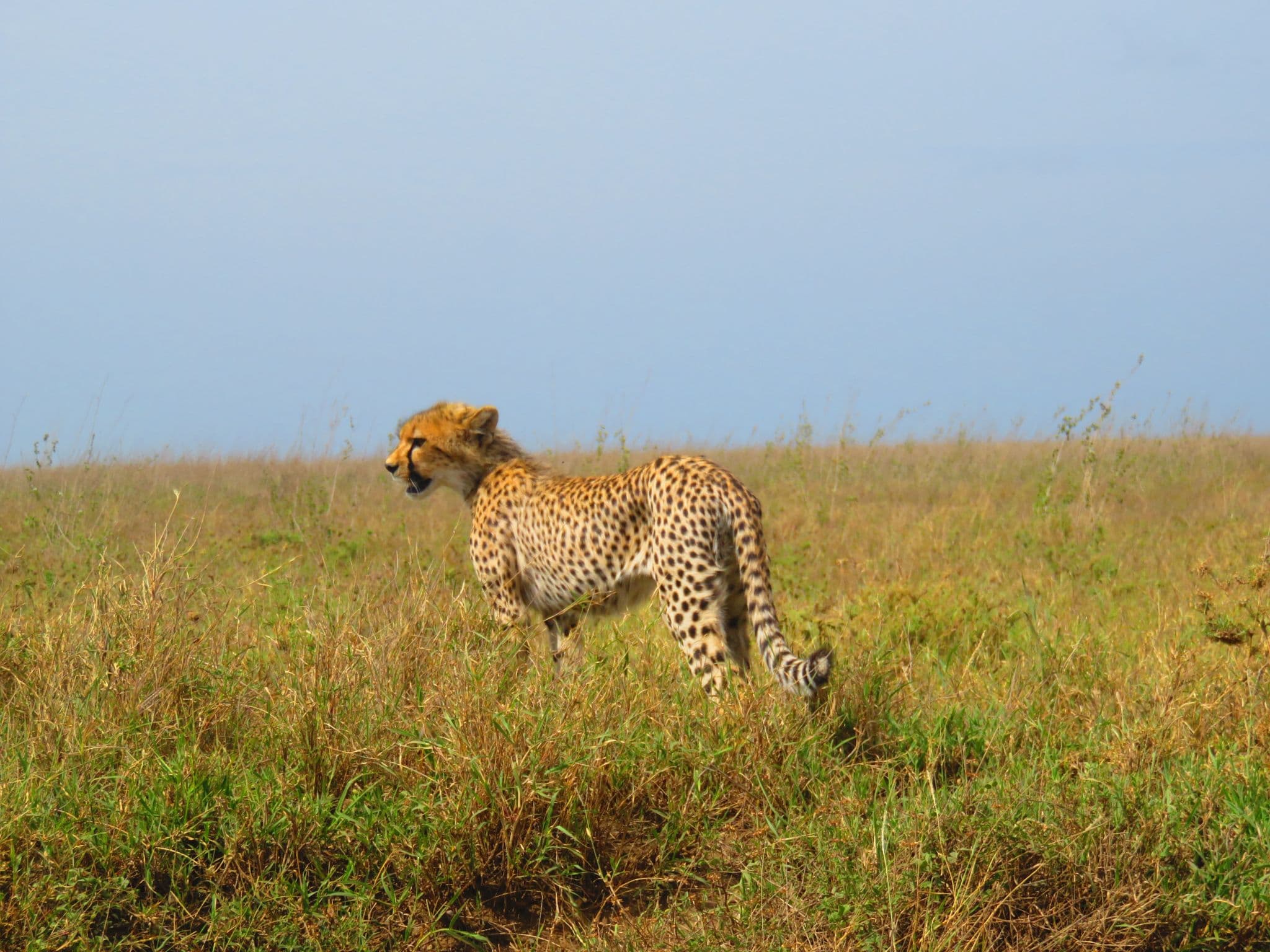 5-Day Ndutu & Ngorongoro Crater Camping Safari