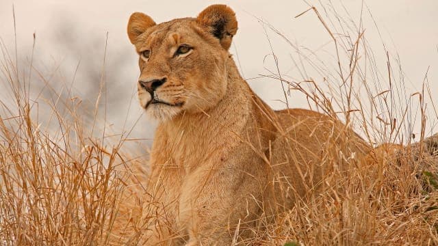 3-Day Amboseli Budget Safari