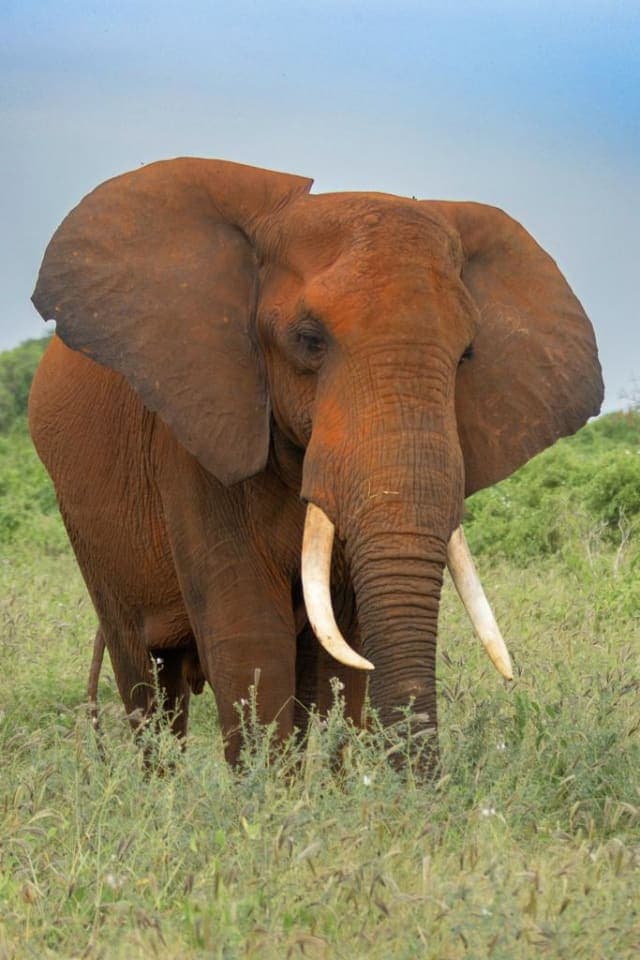2-Day Tsavo East Safari in Kenya