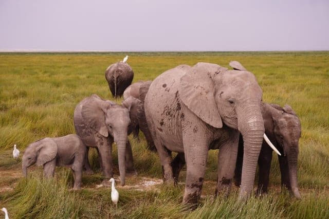 7-Day Samburu, Nakuru, Mara Cultural Tour with Jeep