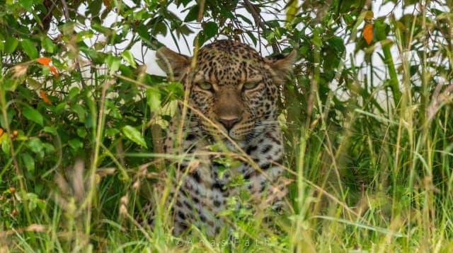 5-Day Amboseli , Lake Nakuru, Masai Mara Mid-Range Tour