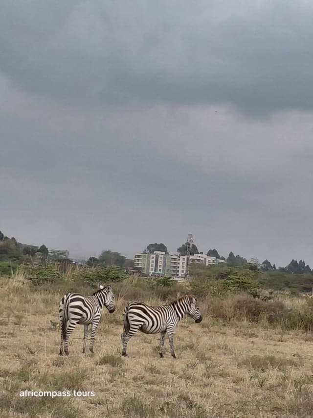 1-Day Nairobi National Park & Giraffe Centre Day Trip