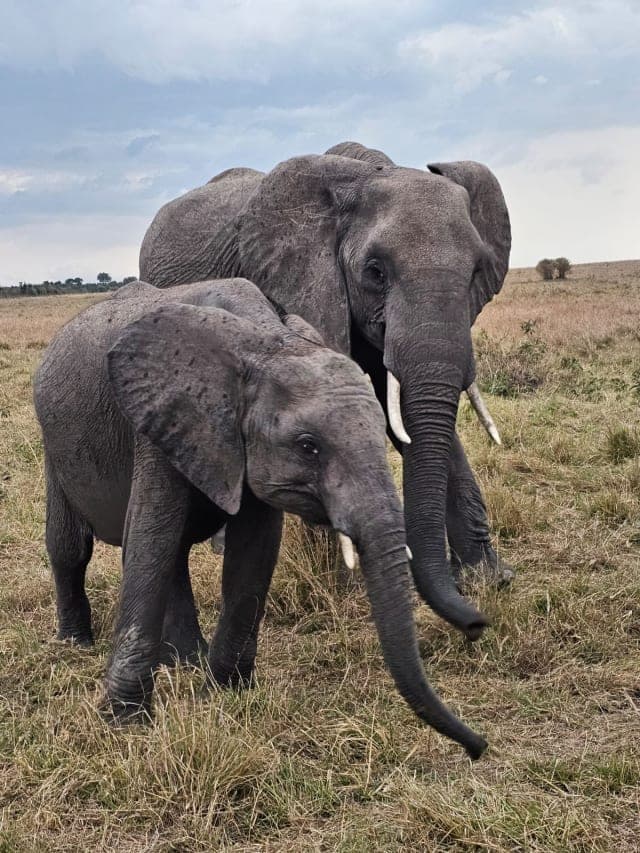 7-Day Amboseli, Naivasha, Nakuru and Masai Mara Tour
