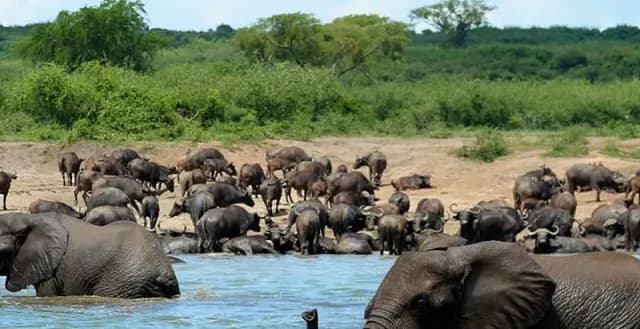 9-Day Uganda Primates & Wildlife Safari