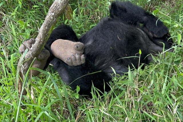 4-Day Days Gorilla Trekking in Uganda via Rwanda