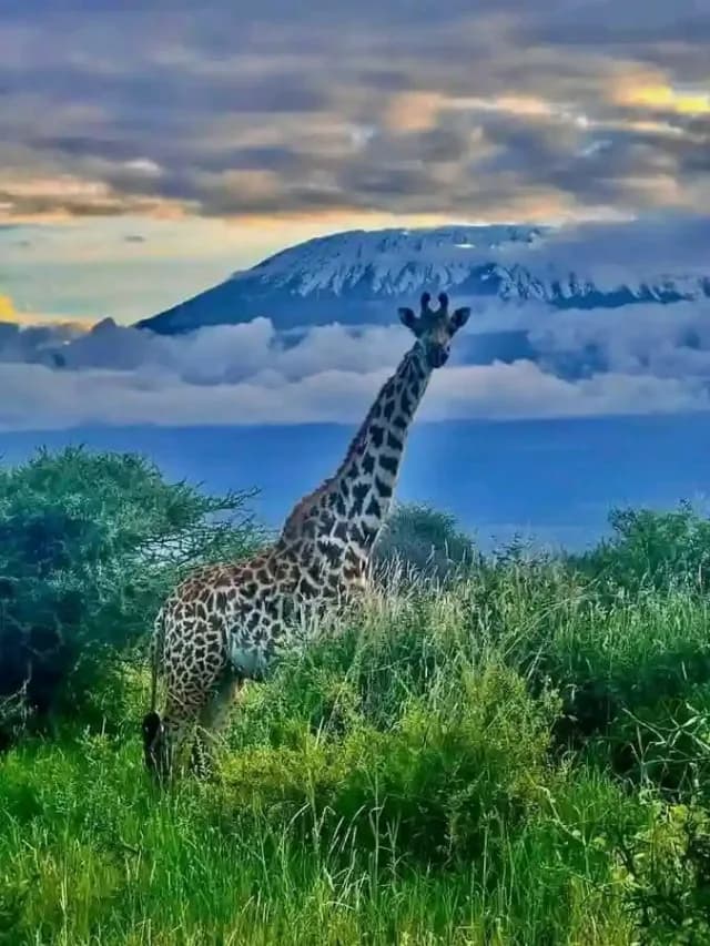 7-Day Masai Mara, Lake Nakuru, Hells Gate, Amboseli Budget Safari