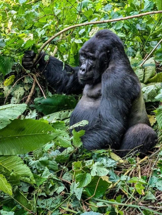15-Day Explore the Pearl of Africa