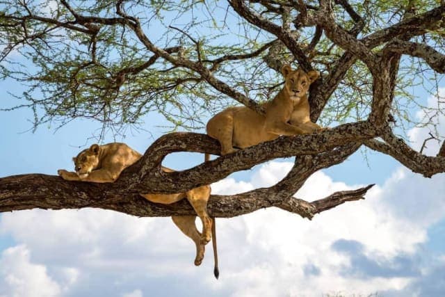 7-Day Kenya's Finest