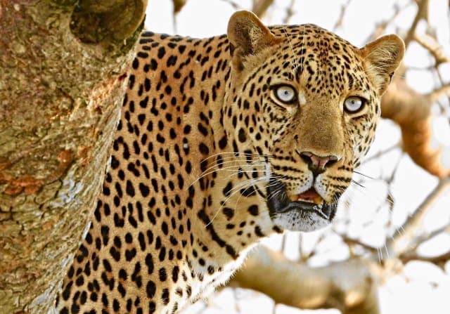 5-Day Masai Mara Special Wildebeest Migration Safari.