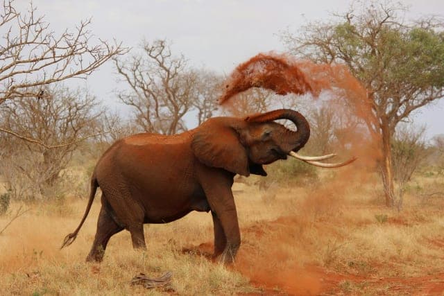 2-Day Tsavo East safari