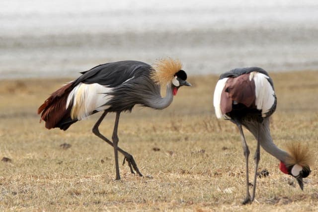 3-Day Nyerere National Park