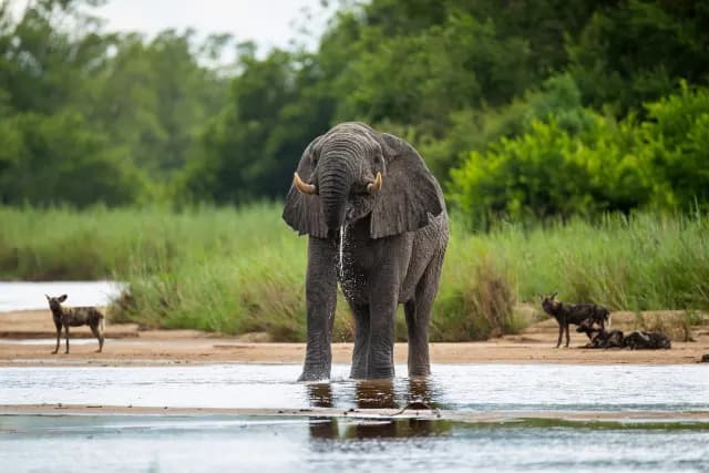 1-Day Trip - Selous Day Safari Tour