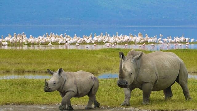 6-Day MAASAI MARA,LAKE NAKURU AND AMBOSELI GROUP
