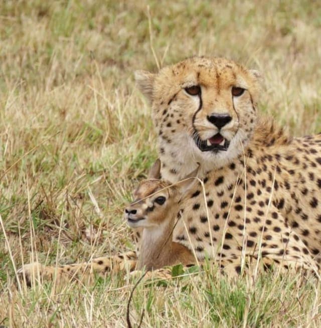 6-Day 6-Day Fly-in and Drive-out Luxury Safari