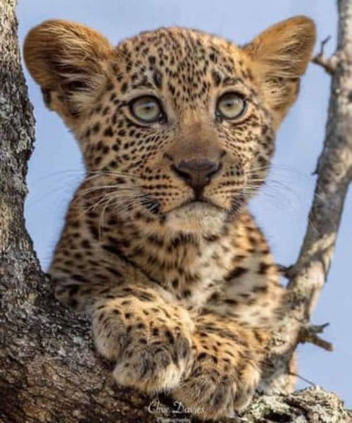 7-Day Mid-Luxury Epic Adventure (3 Nights Serengeti)