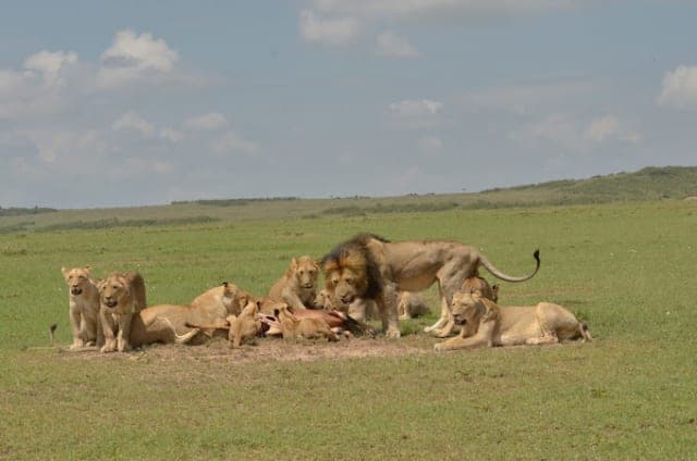 5-Day Tanzania Wildlife Safari
