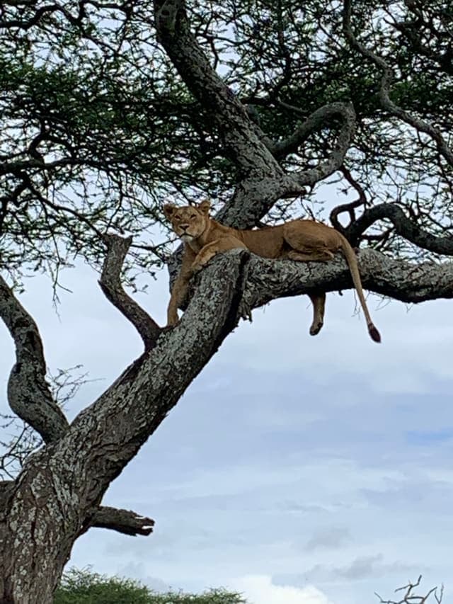 8-Day Northern Tanzania Signature Safari, Beyond the Classic Route