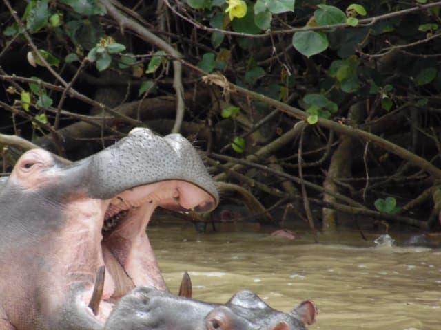 1-Day iSimangaliso Safari, Surf & Sunset Cruise