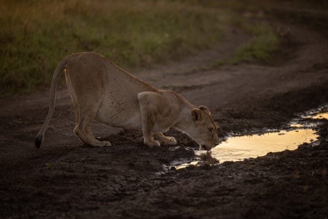 6-Day TANZANIA WILDLIFE SAFARI