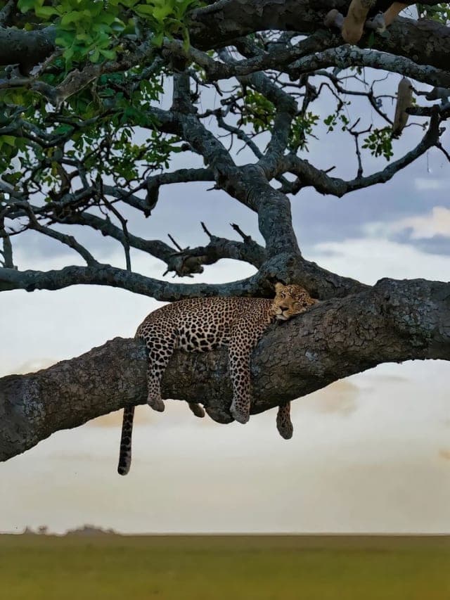 4-Day Tanzania Camping