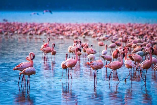 6-Day Southern Circuit Private Safari