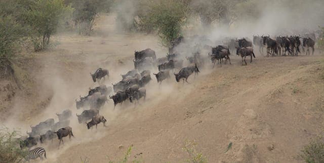 8-Day GREAT WILDEBEEST MIGRATION IN MARA RIVER - ALL INCLUSIVE ACCOMODATION