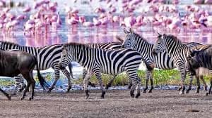 5-Day Tarangire, Ndutu, Ngorongoro & Manyara Adventure