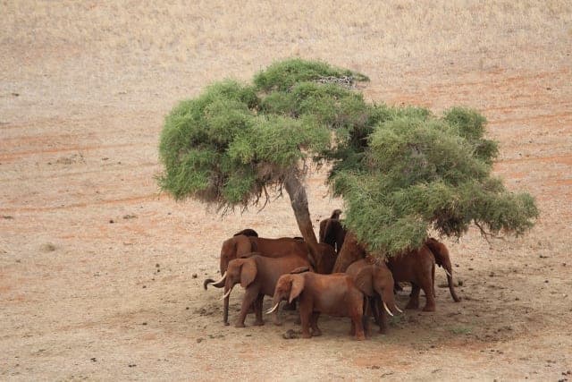 3-Day TSAVO EAST SALTLICK TOUR