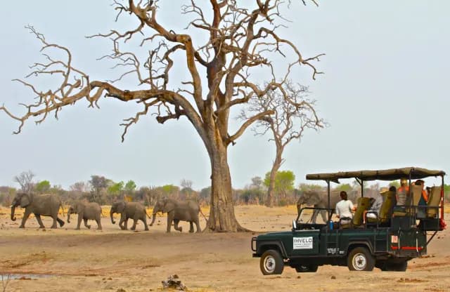 1-Day Hwange Day Safari from Victoria Falls