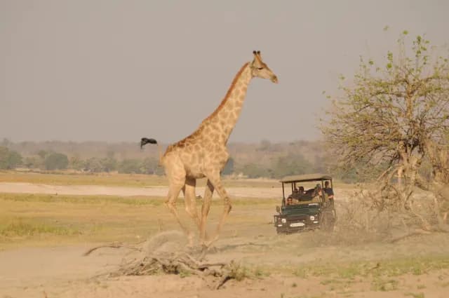 5-Day Camping Safari in Chobe & Savuti from Victoria Falls