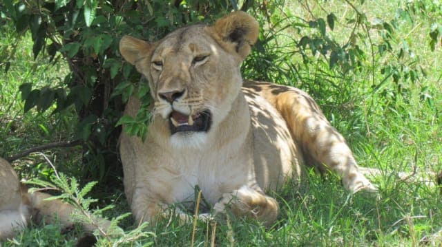 3-Day Maasai mara