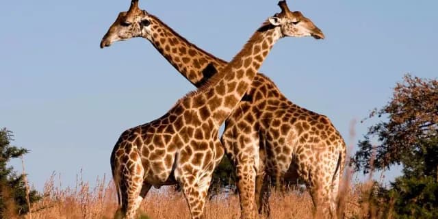 14-Day Discover Zimbabwe Safari