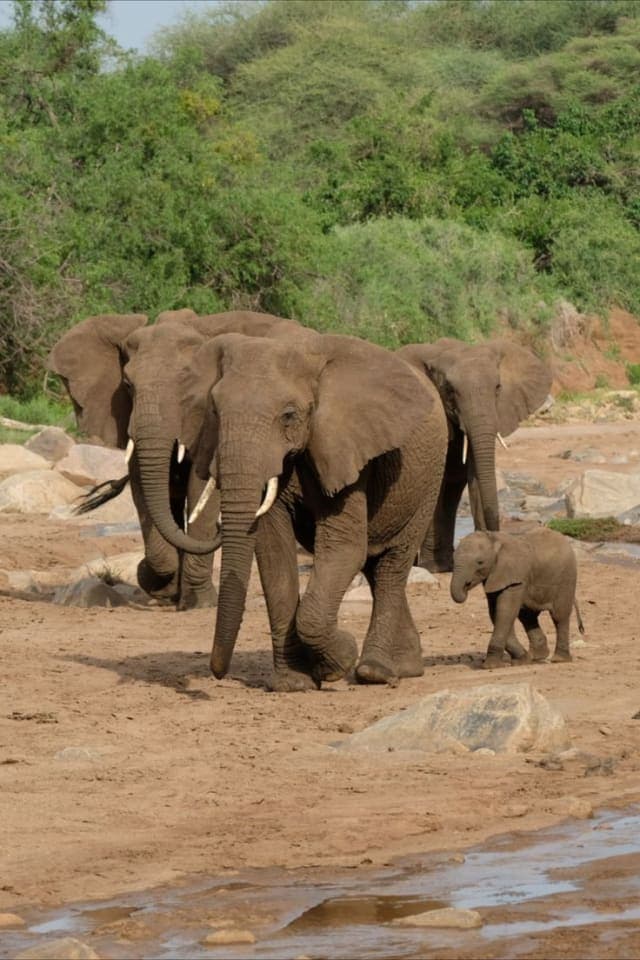 8-Day 8-Day Private Safari into the Wild Northern Circuit