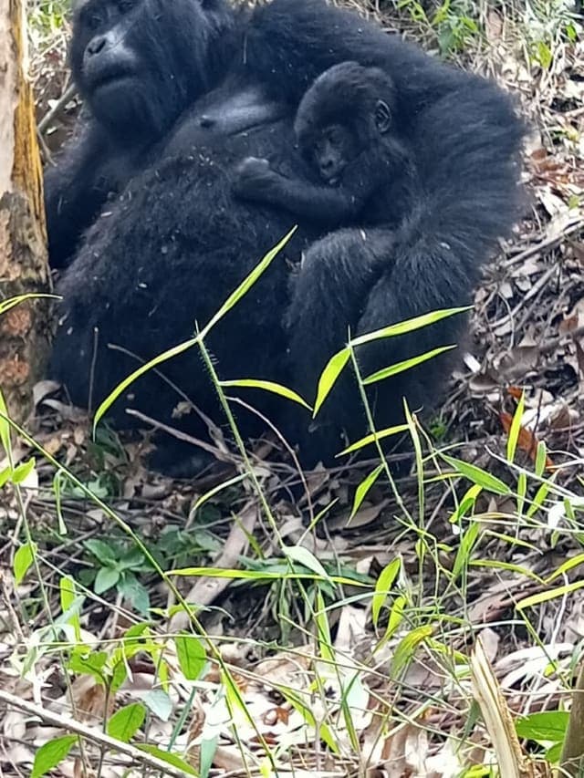3-Day Rwanda-Uganda Gorilla Trekking Safari