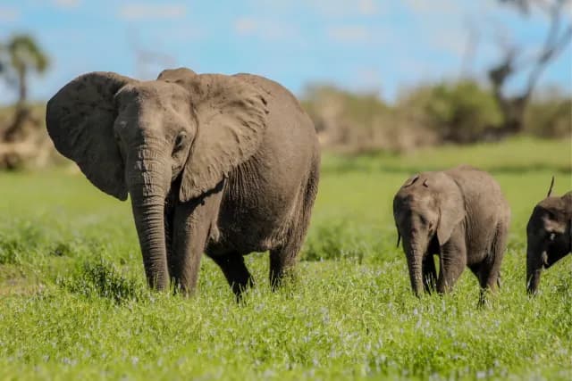 2-Day flying safari Zanzibar To Tarangire