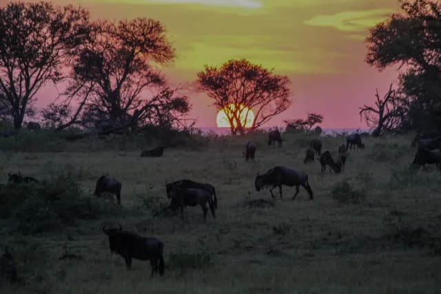 3-Day Flying Safari to Ngorongoro creator & Serengeti national park