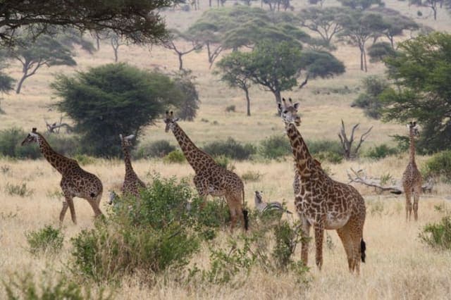3-Day Into the Wild ; Serengeti & Ngorongoro Adventure