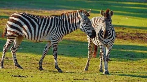 5-Day Tarangire, Serengeti, Ngorongoro & Waterfalls