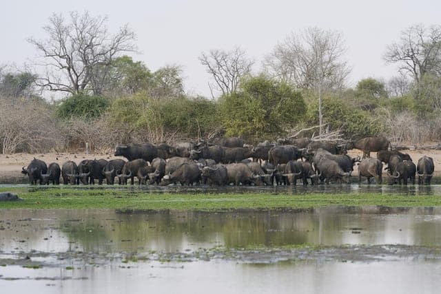15-Day Ultimate Zambia Remote Wilderness Safari