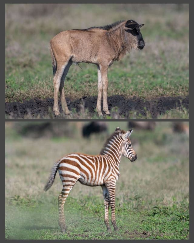 4-Day Masai Mara and Nakuru