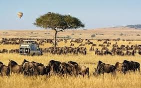 6-Day Cheetah Safari