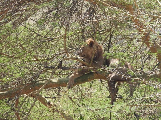 4-Day Masai Mara & Lake Nakuru National Park