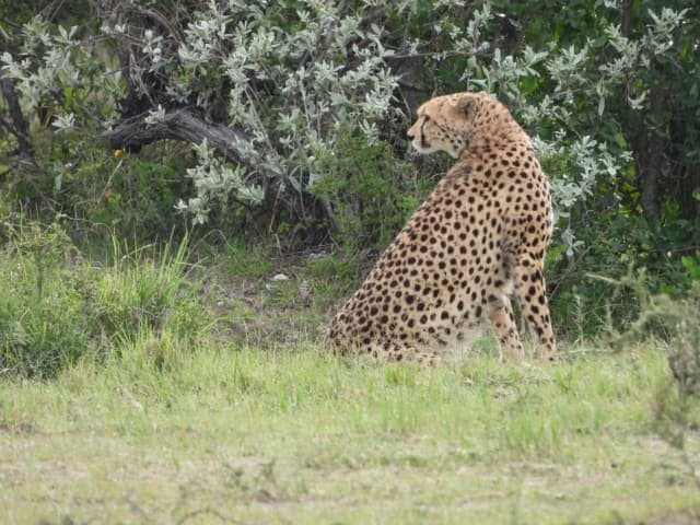 5-Day 5-Day Masai Mara, Lake Nakuru & Ol-pejeta conservancy-