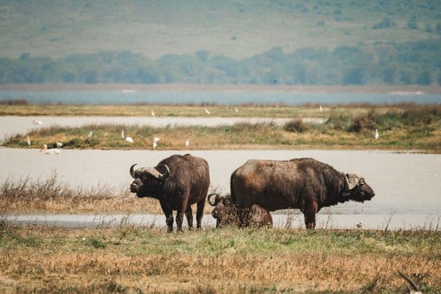 5-Day Ngorongoro, Serengeti, Tarangire Mid-Range Safari