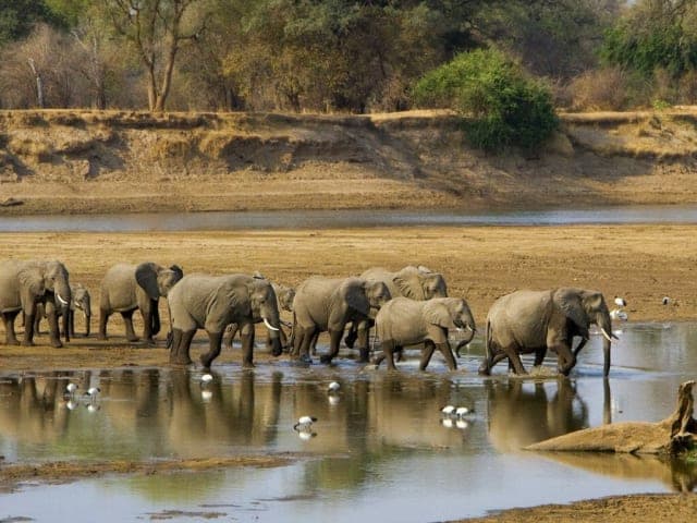 6-Day South Luangwa Budget Walking Safari