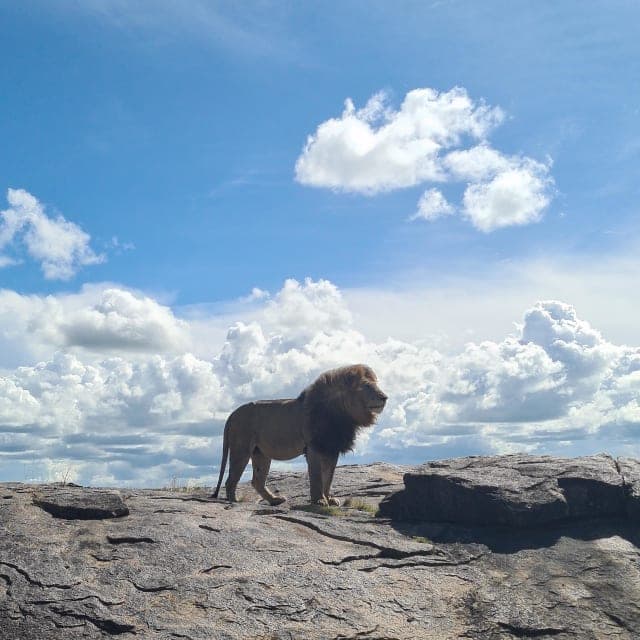4-Day Serengeti Fly-In: Northern Migration & Central Plains