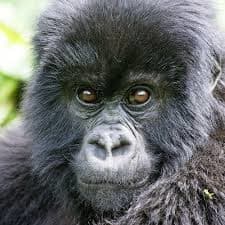 7-Day Gorilla & chimps trek across Rwanda and Uganda